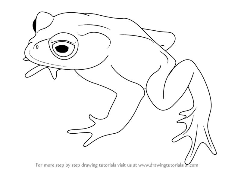 800x566 Learn How To Draw A Golden Toad (Amphibians) Step By Step