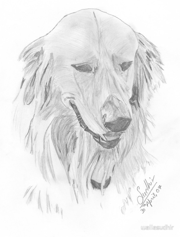 609x800 Pencil Sketch Golden Retriever Greeting Cards By Waliasudhir