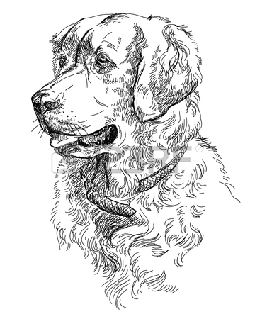 360x450 Vector Portrait Of Colorful Dog Golden Retriever Hand Drawing