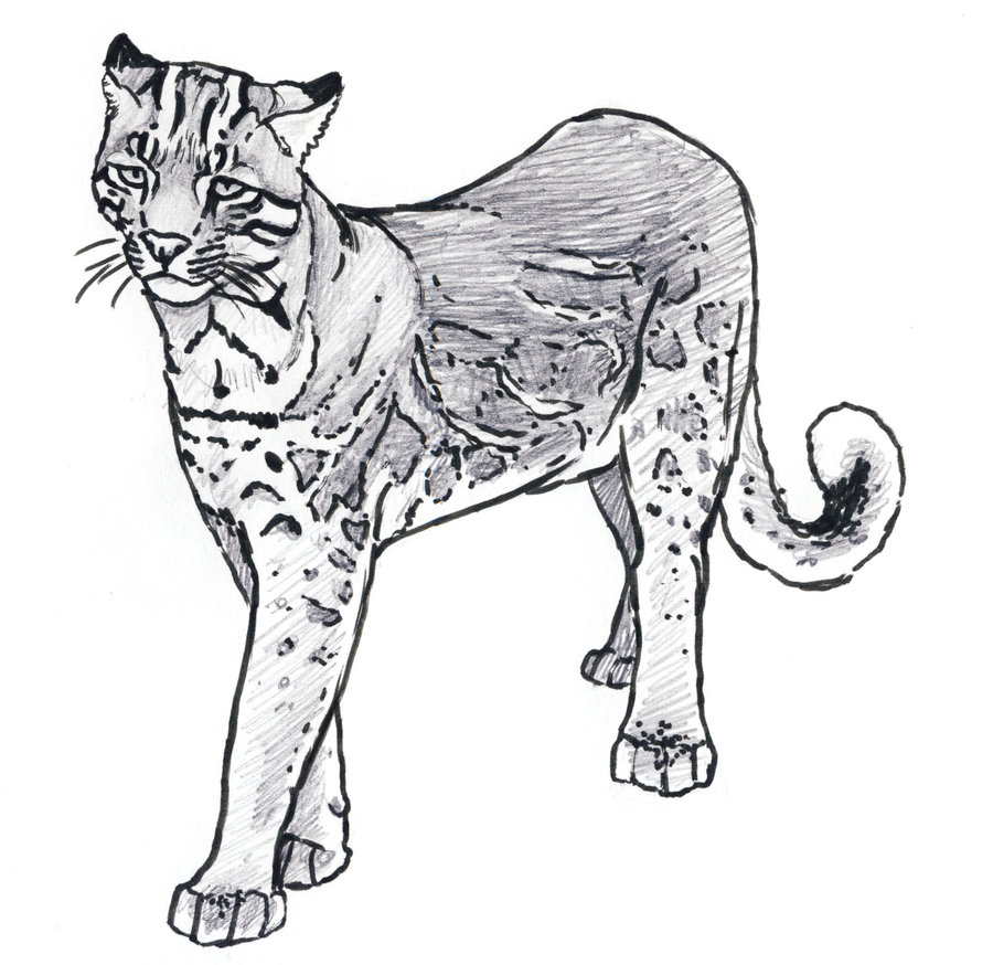 900x874 Golden Cat By Silvercrossfox