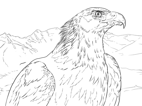 480x360 Golden Eagle Portrait Coloring Page Free Printable Coloring Pages
