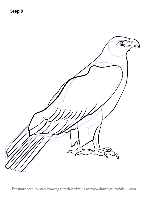 596x842 Learn How To Draw A Golden Eagle (Birds) Step By Step Drawing