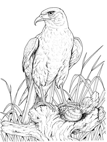 360x480 Perched Golden Eagle Coloring Page Free Printable Coloring Pages