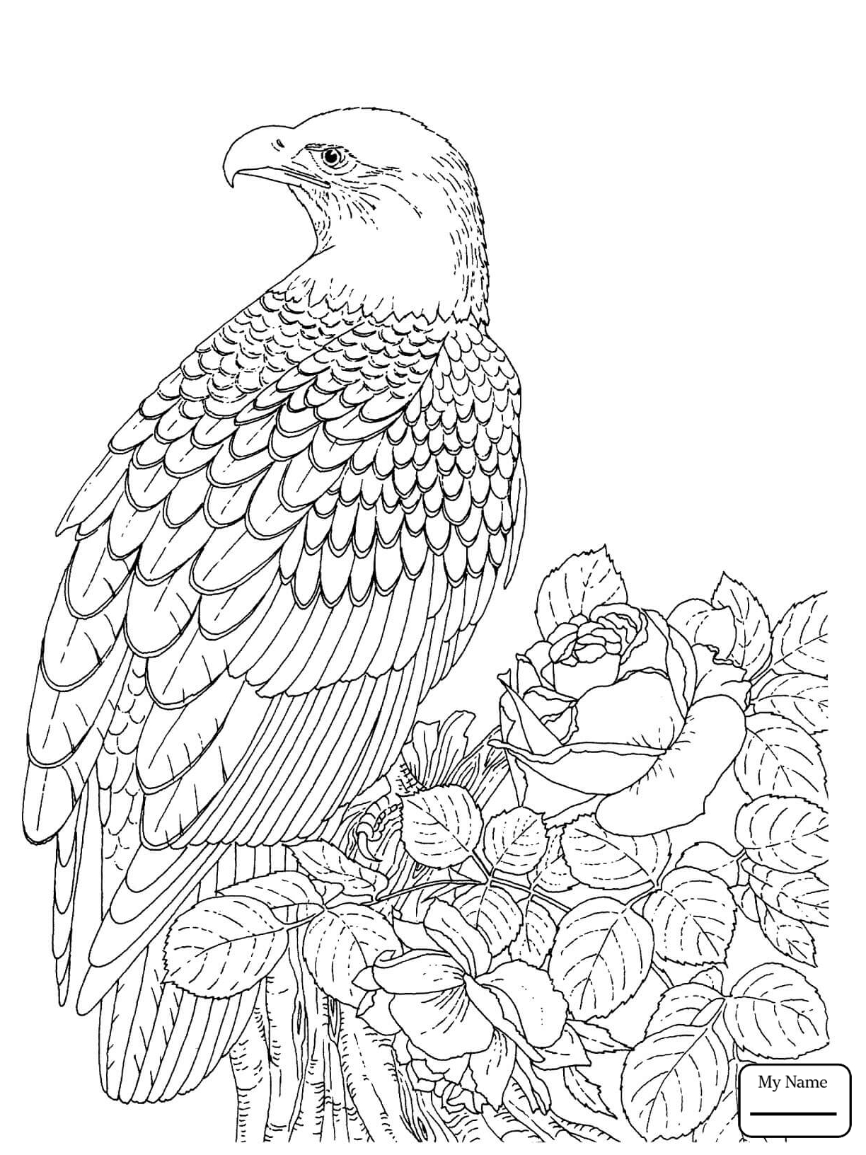 1224x1632 Eagle Mycoloring7