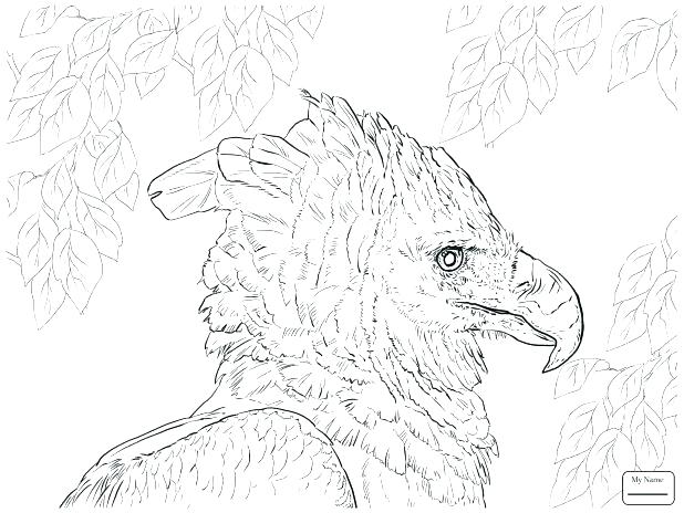 618x464 Eagle Color Page
