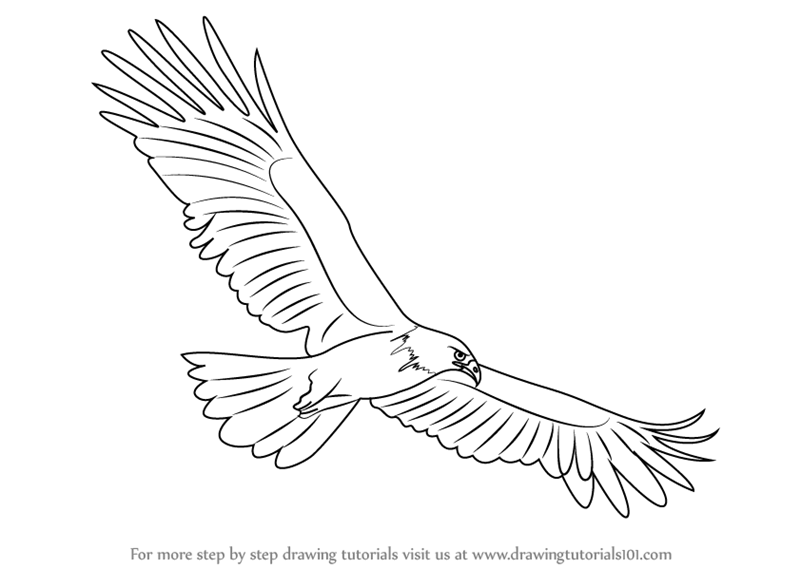 800x568 Coloring Pages Eagle Pictures To Draw How Black Step 0 Coloring