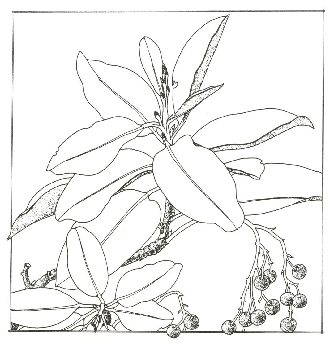 1080x1110 Pacific Horticulture Society Trees Of Golden Gate Park 71 Madrone