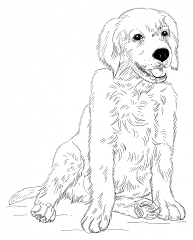 386x480 Golden Retriever Puppy Coloring Page Art Draw Animals