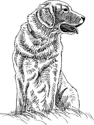 327x436 Project 8 Golden Retriever