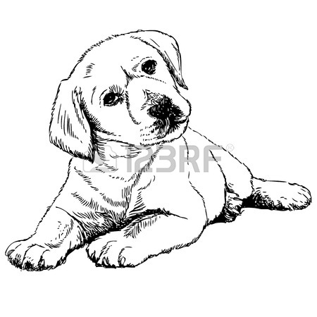 450x450 6,488 Labrador Retriever Cliparts, Stock Vector And Royalty Free