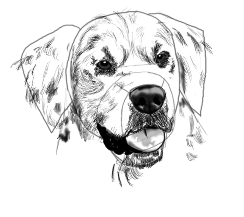 800x714 Goldenretrieverpetinfo