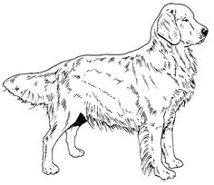 236x204 Sold Golden Retriever Charcoal Sketch Original Retriever Dog