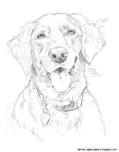 Golden Retriever Pencil Drawing at GetDrawings | Free download