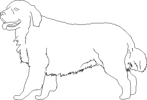 473x322 Golden Retriever Race