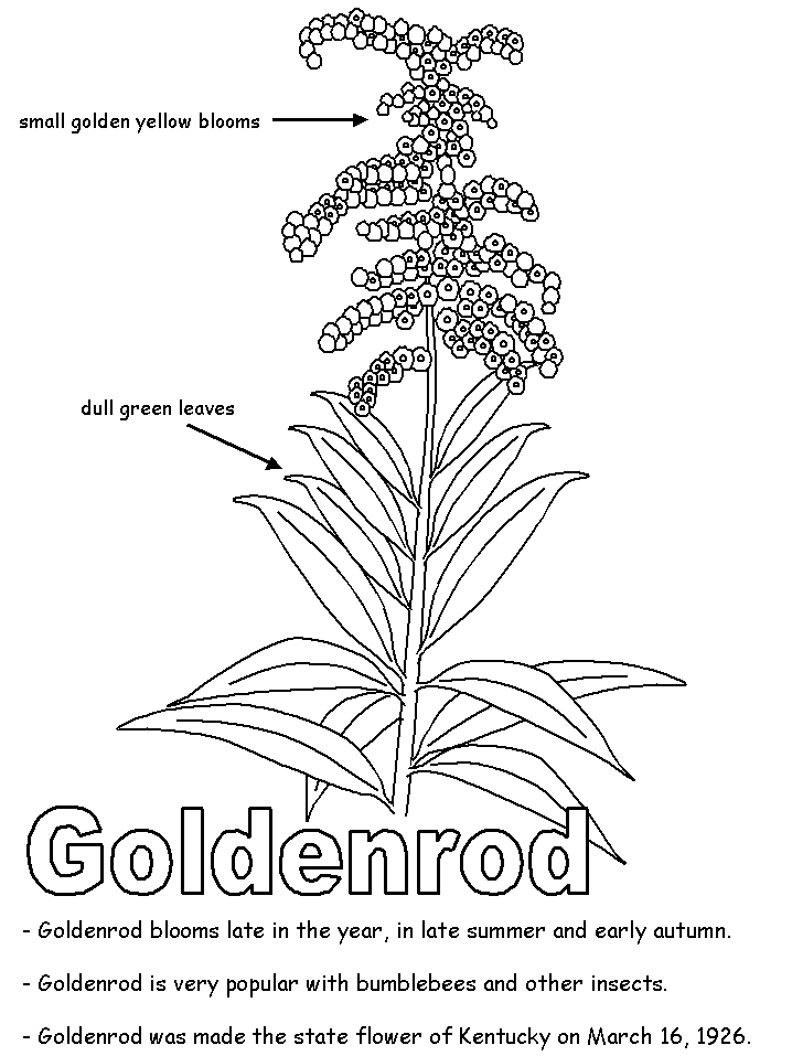 718x957 Goldenrod With Labels