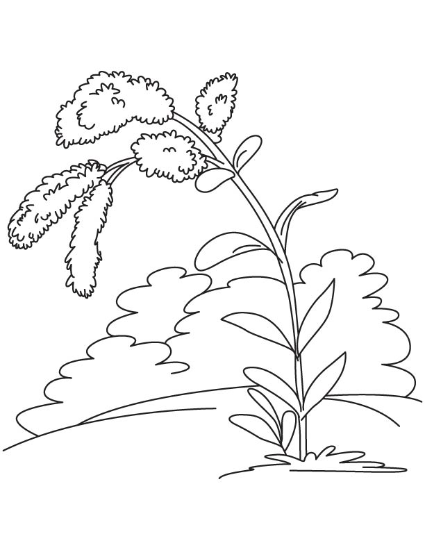 612x792 Kentucky State Flower Goldenrod Coloring Page Download Free