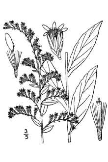 220x330 Plants Profile For Solidago Latissimifolia (Elliott's Goldenrod)