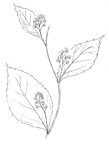 350x462 Solidago Flexicaulis, Zig Zag Goldenrod