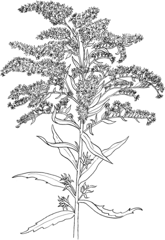 329x480 Solidago Or Goldenrod Coloring Page Free Printable Coloring Pages