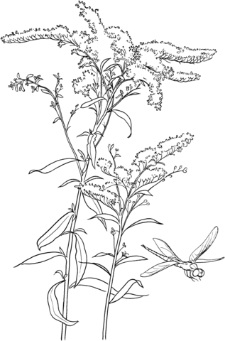 317x480 Common Goldenrod Coloring Page Painting Practice Drawings