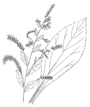 295x350 Solidago Patula Var. Patula, Roundleaf Goldenrod