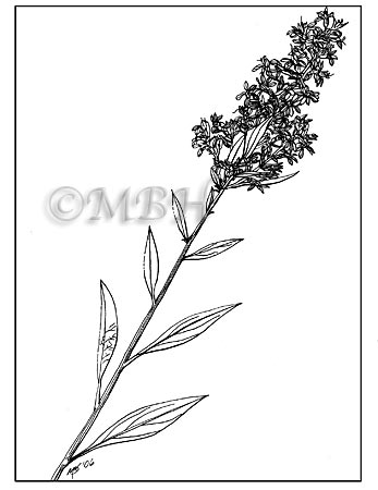 347x450 Solidago Speciosa, Showy Goldenrod