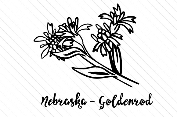 580x386 State Flower Nebraska Goldenrod