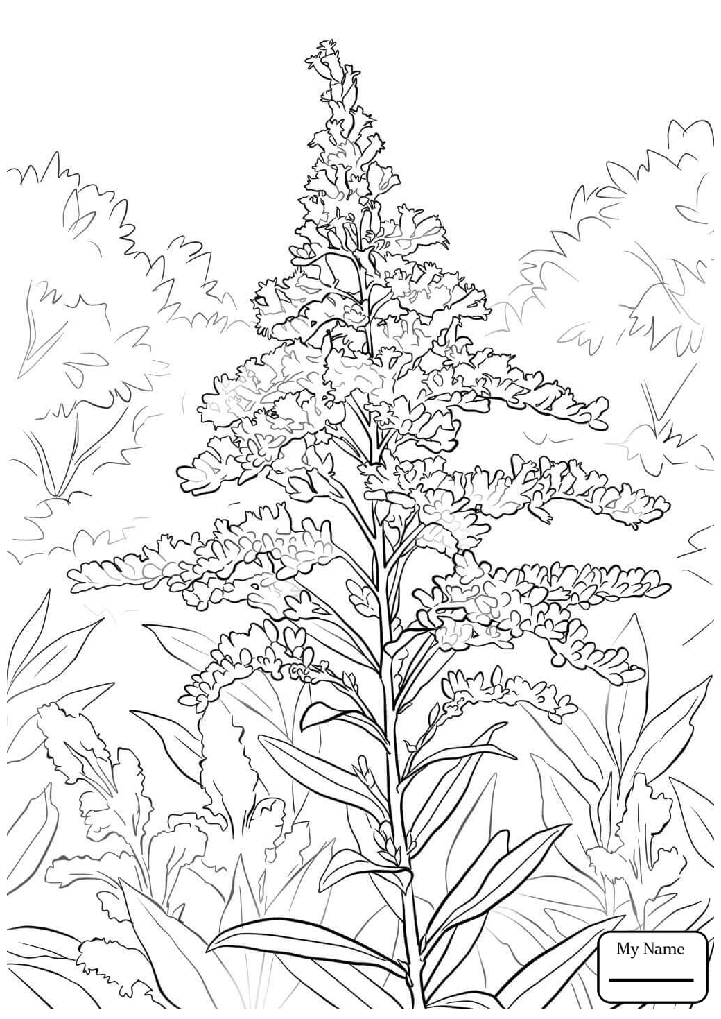 1040x1469 Flowers Goldenrod Giant Goldenrod Goldenrod Coloring Pages
