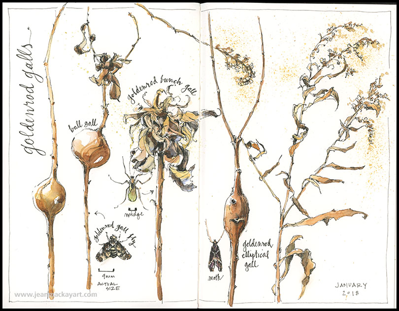 810x632 Goldenrod Galls Drawn