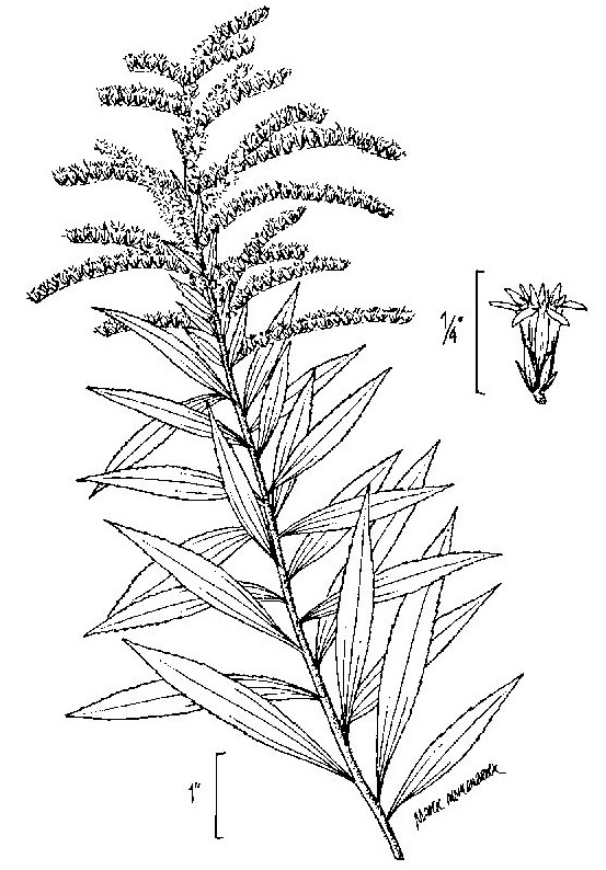 553x794 Goldenrod Nature's Restaurant A Complete Wild Food Guide