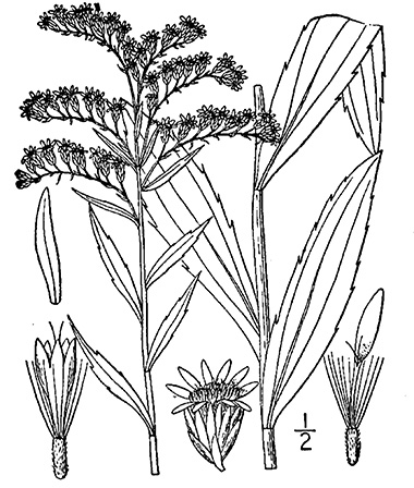 380x448 Giant Goldenrod, Solidago Gigantea Aiton