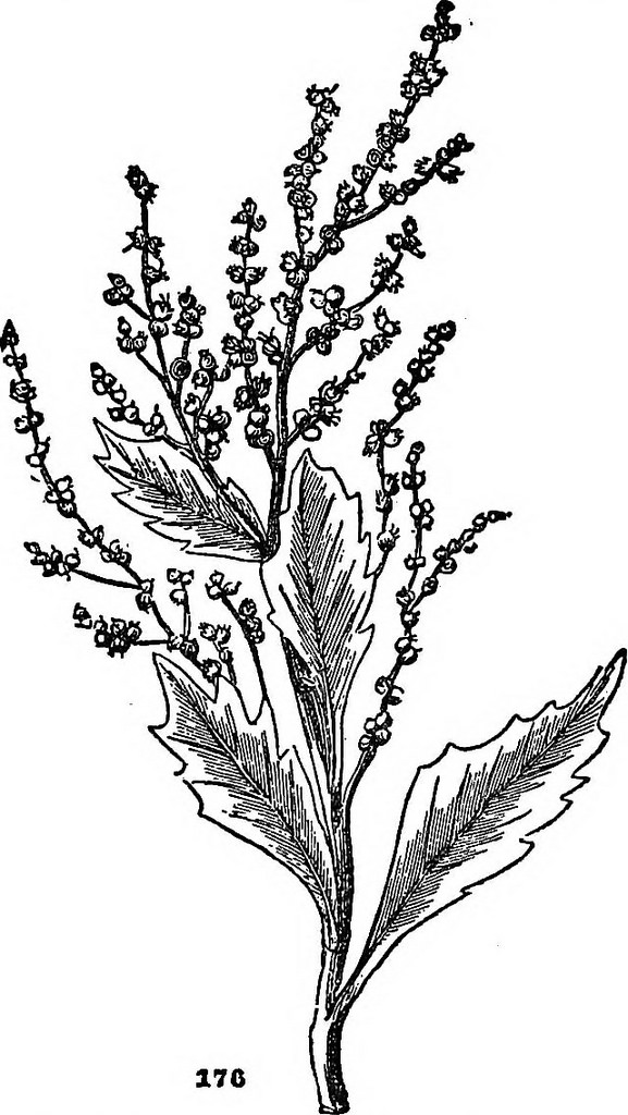577x1024 Image From Page 307 Of A Manual Of Poisonous Plants,