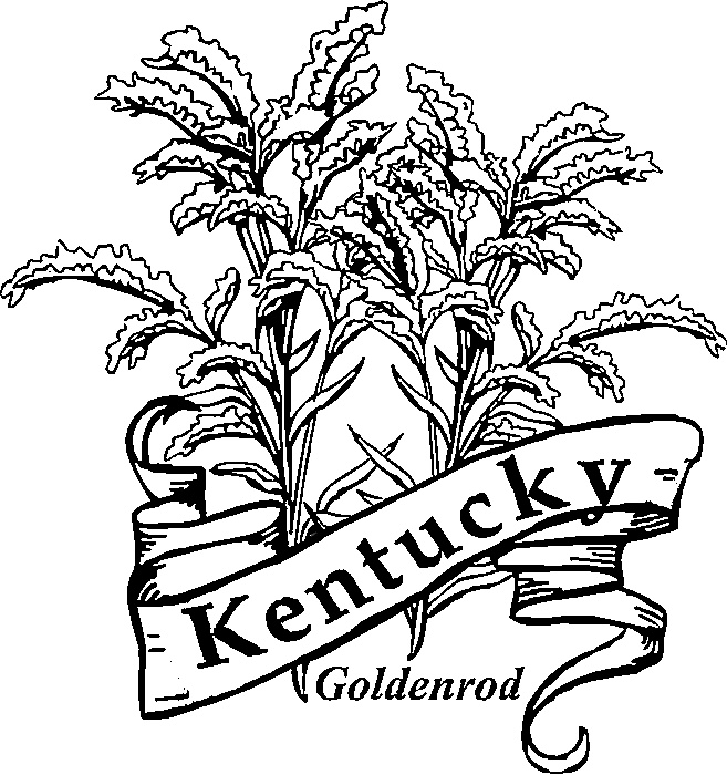 657x700 Kentucky Goldenrod Flower Sketch
