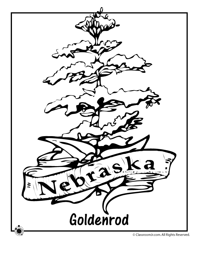 680x880 Nebraska State Flower Coloring Page