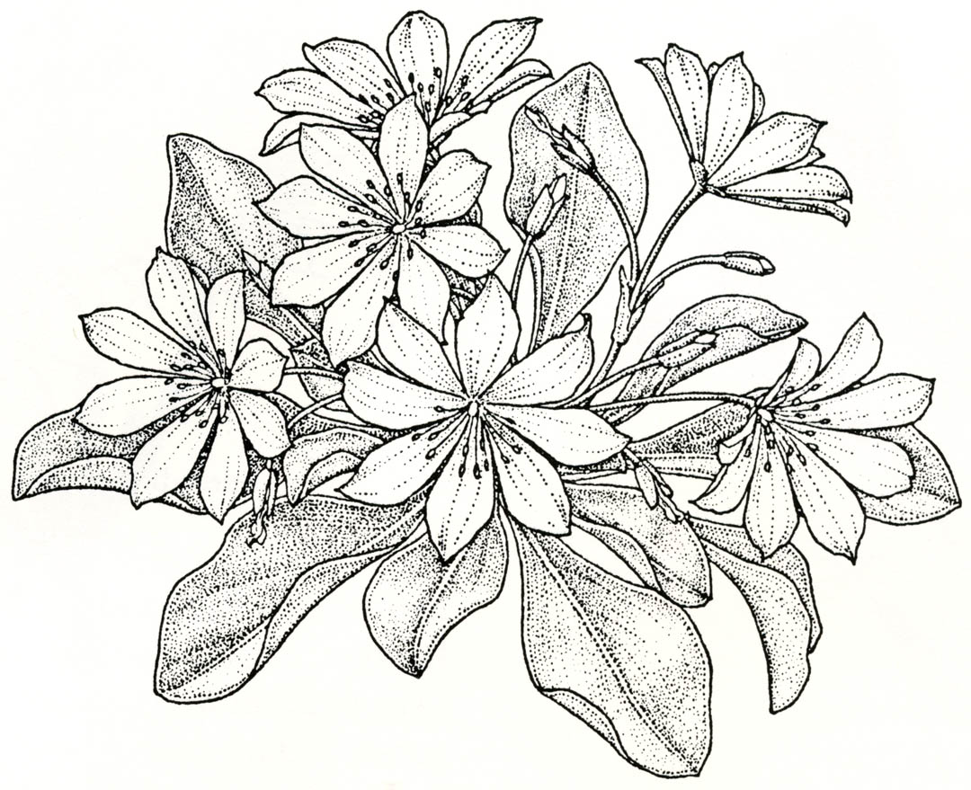 1080x879 Pacific Horticulture Society Gardening With Wildflowers