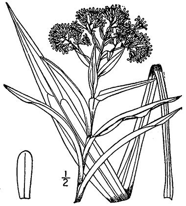 380x420 Riddell's Goldenrod, Solidago Riddellii Frank Ex Riddell