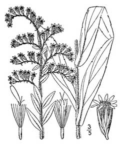 240x295 Solidago Fistulosa Pine Barren Goldenrod Pfaf Plant Database