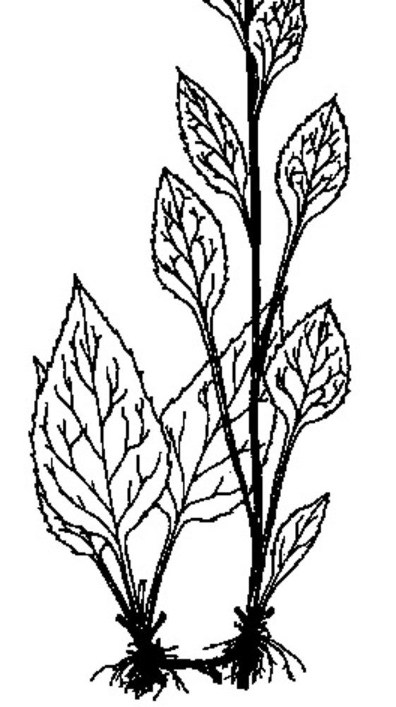 561x1000 Solidago Macrophylla (Large Leaved Goldenrod) Go Botany