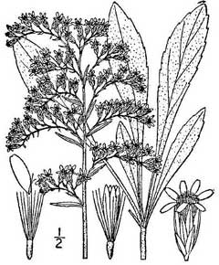 240x290 Solidago Nemoralis Old Field Goldenrod, Gray Goldenrod Pfaf Plant