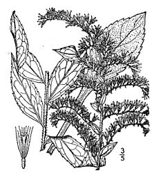 220x259 Solidago Rugosa