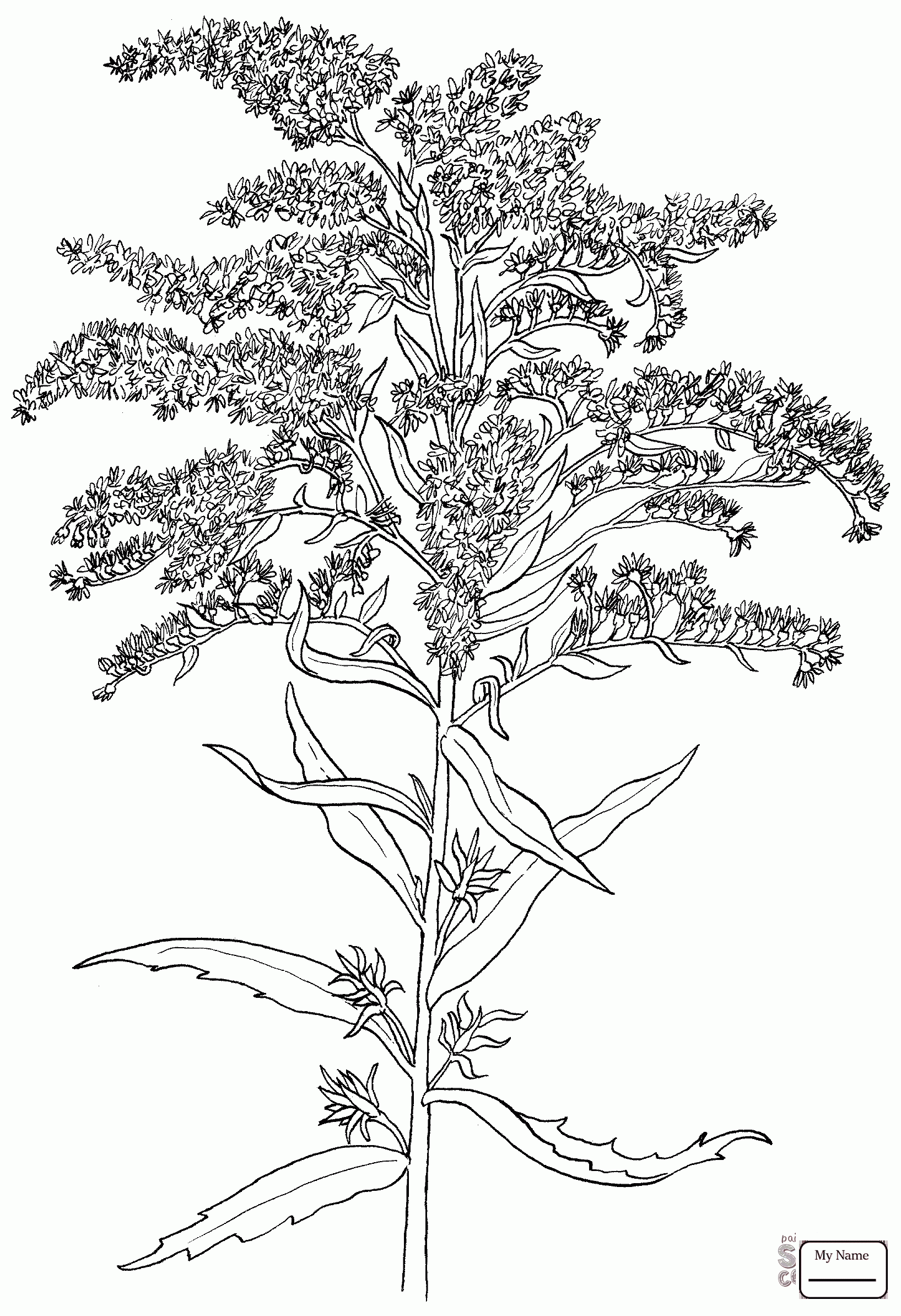 1635x2387 Coloring Pages For Kids Flowers Northern Cardinal And Goldenrod