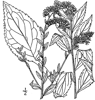 380x400 Elm Leaved Goldenrod, Solidago Ulmifolia Muhl. Ex Willd.