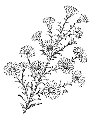 Goldenrod Flower Drawing at GetDrawings | Free download