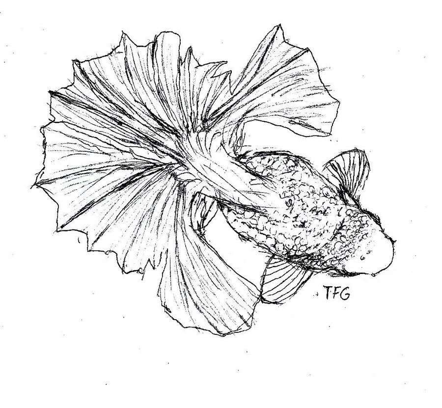 900x831 A Tail Of Tosakin Goldfish