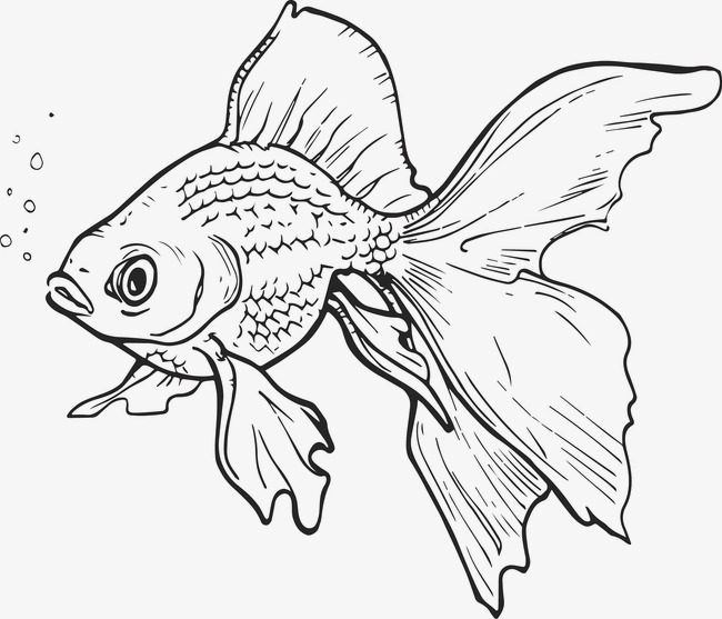 650x557 Goldfish, Ink, Fish Png And Vector For Free Download
