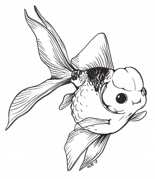 500x577 Goldfish Breeding Tumblr