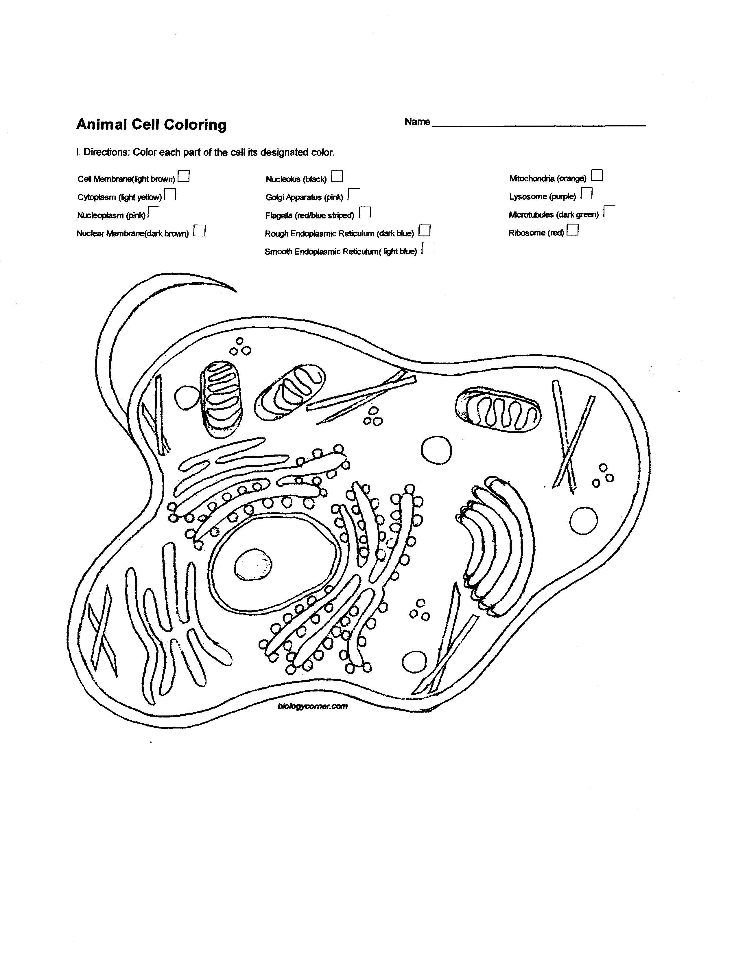2538x3294 Diagram Plant Cell Diagram Animal Simple Drawing