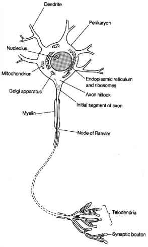 294x491 Role Of Mitochondria In Telodendria