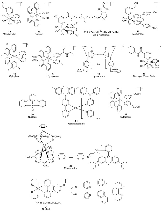 671x873 Scheme 10. A) Deprotection Of The Non Fluorescent Rhodamine