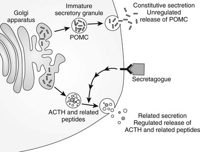391x296 Adrenocorticotropic Hormone Clinical Gate